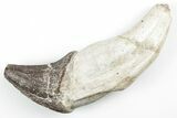 Fossil Primitive Whale (Pappocetus) Incisor Tooth - Morocco #215116-1